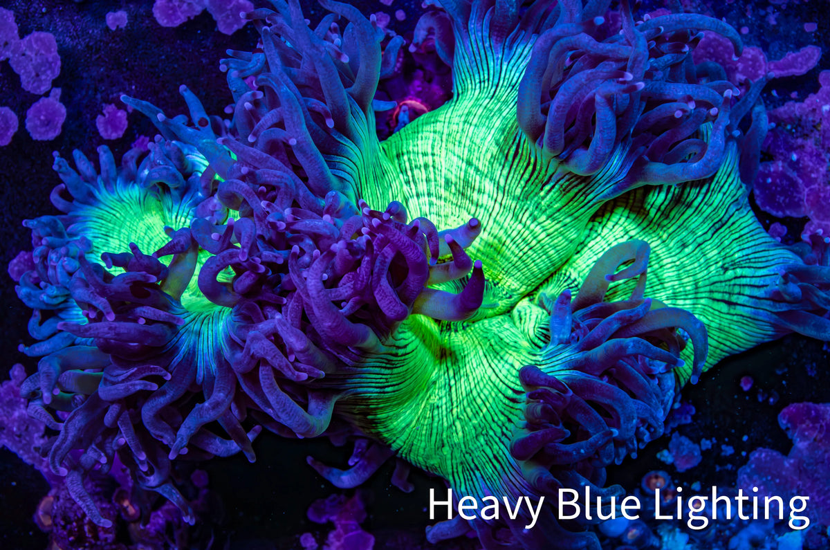 Ultra Toxic Green & Purple Elegance Coral, WYSIWYG Ultra Toxic Green & Purple Elegance Coral, WYSIWYG Aquarium Decor Ultra Toxic Green & Purple Elegance Coral, WYSIWYG Zeo Box Reef