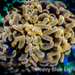 Ultra Toxic Orange Hammer Coral WYSIWYG 9cm Ultra Toxic Orange Hammer Coral WYSIWYG 9cm Aquarium Decor Ultra Toxic Orange Hammer Coral WYSIWYG 9cm Zeo Box Reef