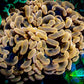 Ultra Toxic Orange Hammer Coral WYSIWYG 9cm Ultra Toxic Orange Hammer Coral WYSIWYG 9cm Aquarium Decor Ultra Toxic Orange Hammer Coral WYSIWYG 9cm Zeo Box Reef