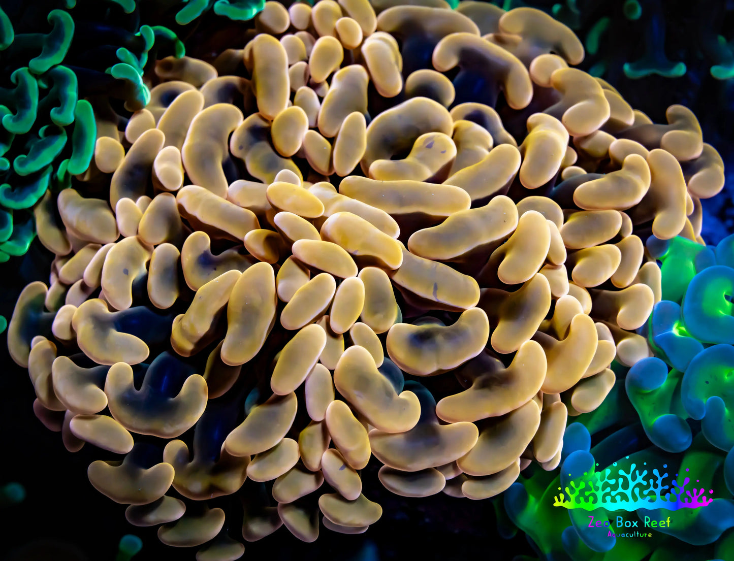 Ultra Toxic Orange Hammer Coral WYSIWYG 9cm Ultra Toxic Orange Hammer Coral WYSIWYG 9cm Aquarium Decor Ultra Toxic Orange Hammer Coral WYSIWYG 9cm Zeo Box Reef