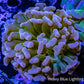 Ultra Tri Colour Hammer Coral WYSIWYG 5cm B1R6B1 Ultra Tri Colour Hammer Coral WYSIWYG 5cm B1R6B1 Aquarium Decor Ultra Tri Colour Hammer Coral WYSIWYG 5cm B1R6B1 Zeo Box Reef