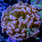 Ultra Tri Colour Hammer Coral WYSIWYG 5cm B1R6B1 Ultra Tri Colour Hammer Coral WYSIWYG 5cm B1R6B1 Aquarium Decor Ultra Tri Colour Hammer Coral WYSIWYG 5cm B1R6B1 Zeo Box Reef