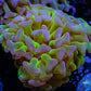Ultra Tri Colour Hammer Coral WYSIWYG 6cm B1R5B1 Ultra Tri Colour Hammer Coral WYSIWYG 6cm B1R5B1 Aquarium Decor Ultra Tri Colour Hammer Coral WYSIWYG 6cm B1R5B1 Zeo Box Reef