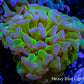 Ultra Tri Colour Hammer Coral WYSIWYG 6cm B1R5B1 Ultra Tri Colour Hammer Coral WYSIWYG 6cm B1R5B1 Aquarium Decor Ultra Tri Colour Hammer Coral WYSIWYG 6cm B1R5B1 Zeo Box Reef
