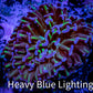 Ultra Tri Colour Hammer Coral -  WYSIWYG 7cm A2R5B1 Ultra Tri Colour Hammer Coral -  WYSIWYG 7cm A2R5B1 Aquarium Decor Ultra Tri Colour Hammer Coral -  WYSIWYG 7cm A2R5B1 Zeo Box Reef