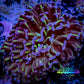 Ultra Tri Colour Hammer Coral -  WYSIWYG 7cm A2R5B1 Ultra Tri Colour Hammer Coral -  WYSIWYG 7cm A2R5B1 Aquarium Decor Ultra Tri Colour Hammer Coral -  WYSIWYG 7cm A2R5B1 Zeo Box Reef