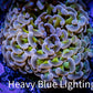 Ultra Tri Colour Hammer Coral -  WYSIWYG 7cm B1R6B1 Ultra Tri Colour Hammer Coral -  WYSIWYG 7cm B1R6B1 Aquarium Decor Ultra Tri Colour Hammer Coral -  WYSIWYG 7cm B1R6B1 Zeo Box Reef