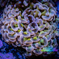 Ultra Tri Colour Hammer Coral -  WYSIWYG 7cm B1R6B1 Ultra Tri Colour Hammer Coral -  WYSIWYG 7cm B1R6B1 Aquarium Decor Ultra Tri Colour Hammer Coral -  WYSIWYG 7cm B1R6B1 Zeo Box Reef