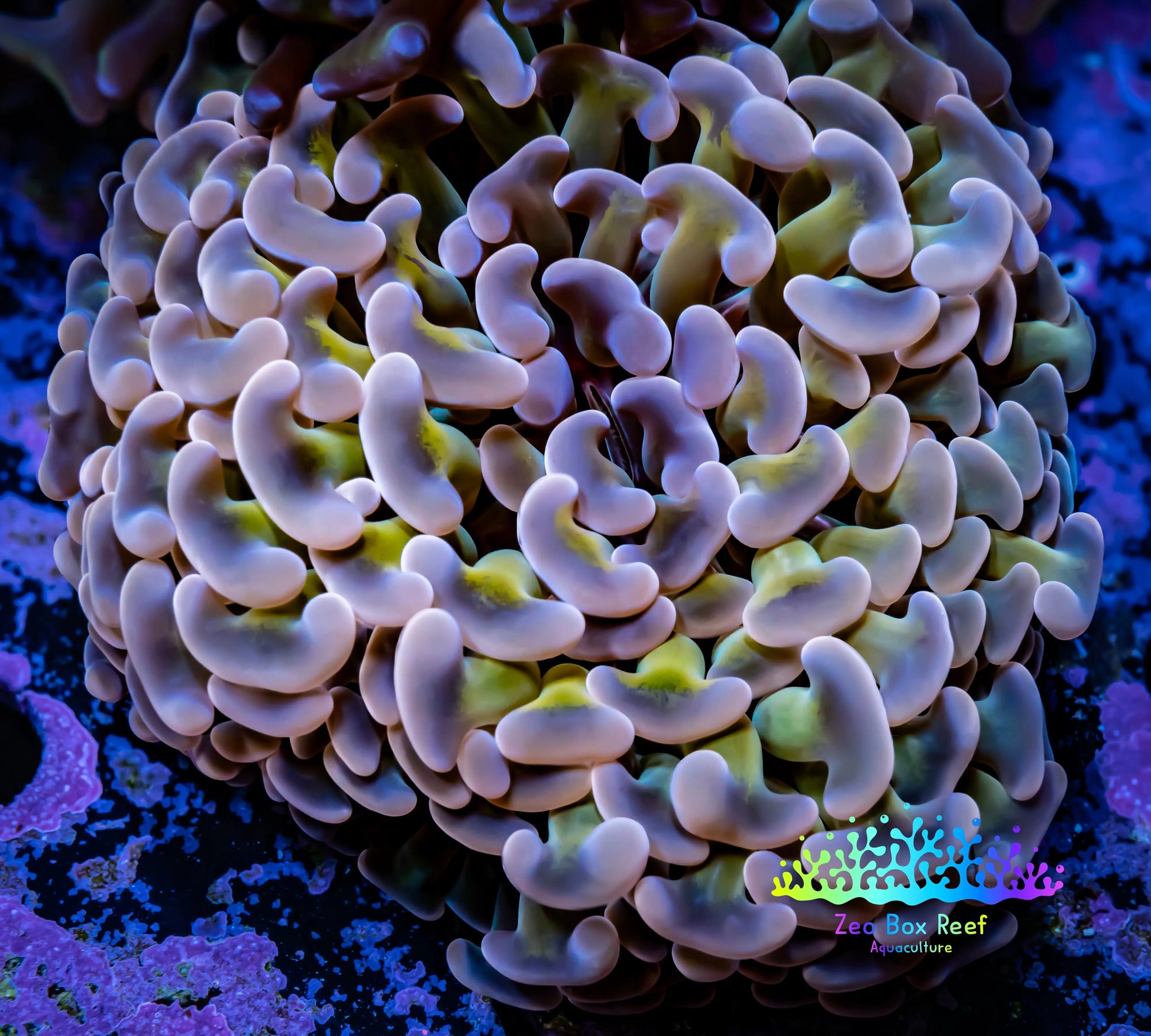 Ultra Tri Colour Hammer Coral -  WYSIWYG 7cm B1R6B1 Ultra Tri Colour Hammer Coral -  WYSIWYG 7cm B1R6B1 Aquarium Decor Ultra Tri Colour Hammer Coral -  WYSIWYG 7cm B1R6B1 Zeo Box Reef