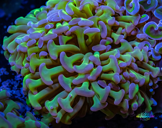 Ultra Tri Colour Hammer Coral WYSIWYG 8cm A3R5B1 Ultra Tri Colour Hammer Coral WYSIWYG 8cm A3R5B1 Aquarium Decor Ultra Tri Colour Hammer Coral WYSIWYG 8cm A3R5B1 Zeo Box Reef