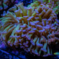 Ultra Tri Colour Hammer Coral WYSIWYG 8cm B1R5B1 Ultra Tri Colour Hammer Coral WYSIWYG 8cm B1R5B1 Aquarium Decor Ultra Tri Colour Hammer Coral WYSIWYG 8cm B1R5B1 Zeo Box Reef