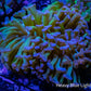 Ultra Tri Colour Hammer Coral WYSIWYG 8cm B1R5B1 Ultra Tri Colour Hammer Coral WYSIWYG 8cm B1R5B1 Aquarium Decor Ultra Tri Colour Hammer Coral WYSIWYG 8cm B1R5B1 Zeo Box Reef