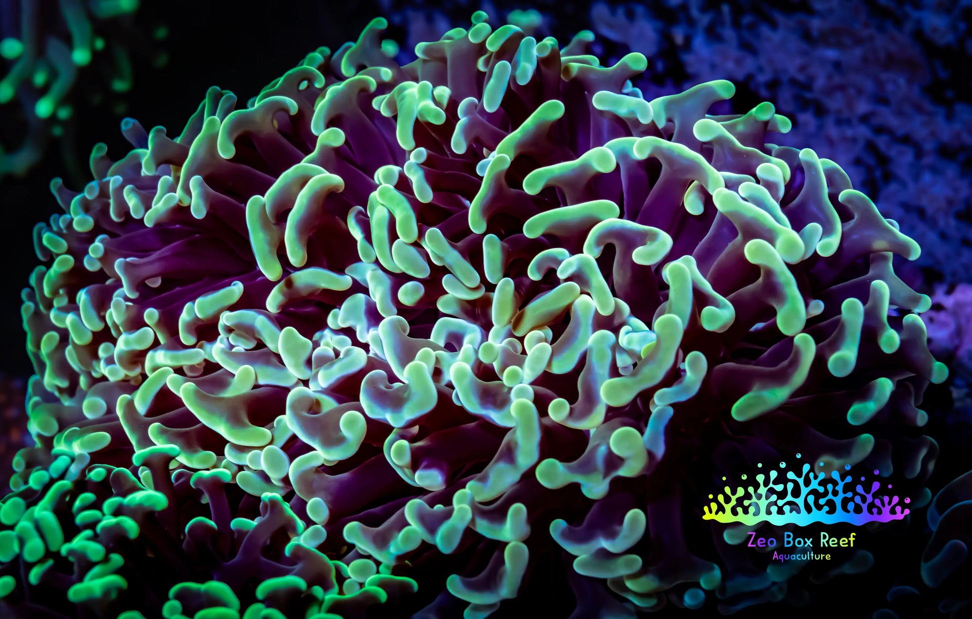 Ultra Two Tone Hammer Coral -  WYSIWYG 11cm A6R6B1 Ultra Two Tone Hammer Coral -  WYSIWYG 11cm A6R6B1 Aquarium Decor Ultra Two Tone Hammer Coral -  WYSIWYG 11cm A6R6B1 Zeo Box Reef