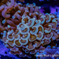 Ultra Two tone  Hammer Coral WYSIWYG 6cm B2R6B1 Ultra Two tone  Hammer Coral WYSIWYG 6cm B2R6B1 Aquarium Decor Ultra Two tone  Hammer Coral WYSIWYG 6cm B2R6B1 Zeo Box Reef