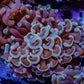 Ultra Two tone  Hammer Coral WYSIWYG 6cm B2R6B1 Ultra Two tone  Hammer Coral WYSIWYG 6cm B2R6B1 Aquarium Decor Ultra Two tone  Hammer Coral WYSIWYG 6cm B2R6B1 Zeo Box Reef