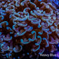 Ultra Two tone  Hammer Coral WYSIWYG 6cm C1R6B1 Ultra Two tone  Hammer Coral WYSIWYG 6cm C1R6B1 Aquarium Decor Ultra Two tone  Hammer Coral WYSIWYG 6cm C1R6B1 Zeo Box Reef