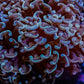Ultra Two tone  Hammer Coral WYSIWYG 6cm C1R6B1 Ultra Two tone  Hammer Coral WYSIWYG 6cm C1R6B1 Aquarium Decor Ultra Two tone  Hammer Coral WYSIWYG 6cm C1R6B1 Zeo Box Reef