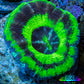 Ultra UFO Scolymia Coral 3cm WYSIWYG Ultra UFO Scolymia Coral 3cm WYSIWYG LPS Ultra UFO Scolymia Coral 3cm WYSIWYG Zeo Box Reef