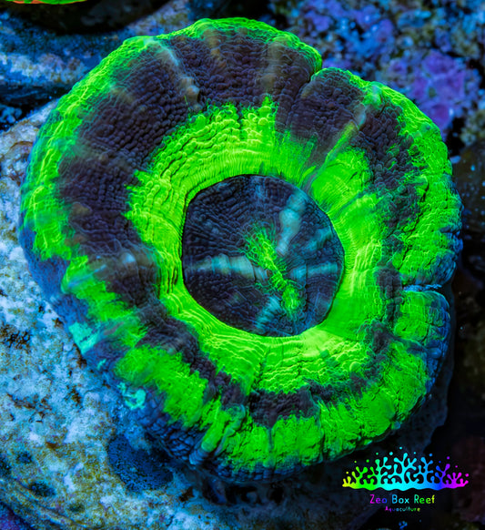 Ultra UFO Scolymia Coral 3cm WYSIWYG Ultra UFO Scolymia Coral 3cm WYSIWYG LPS Ultra UFO Scolymia Coral 3cm WYSIWYG Zeo Box Reef