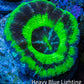 Ultra UFO Scolymia Coral 3cm WYSIWYG Ultra UFO Scolymia Coral 3cm WYSIWYG LPS Ultra UFO Scolymia Coral 3cm WYSIWYG Zeo Box Reef