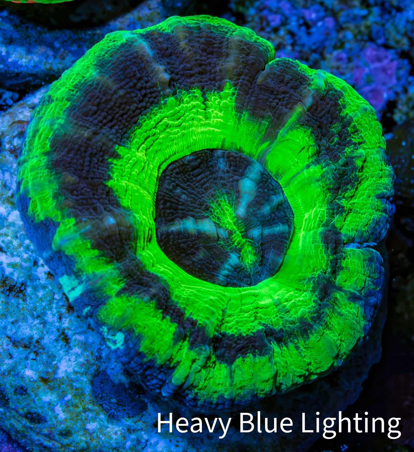 Ultra UFO Scolymia Coral 3cm WYSIWYG Ultra UFO Scolymia Coral 3cm WYSIWYG LPS Ultra UFO Scolymia Coral 3cm WYSIWYG Zeo Box Reef