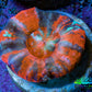 Ultra War Paint Scolymia Coral 3cm WYSIWYG Ultra War Paint Scolymia Coral 3cm WYSIWYG LPS Ultra War Paint Scolymia Coral 3cm WYSIWYG Zeo Box Reef