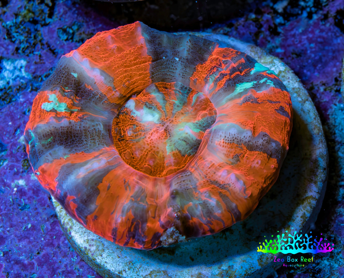 Ultra War Paint Scolymia Coral 3cm WYSIWYG Ultra War Paint Scolymia Coral 3cm WYSIWYG LPS Ultra War Paint Scolymia Coral 3cm WYSIWYG Zeo Box Reef