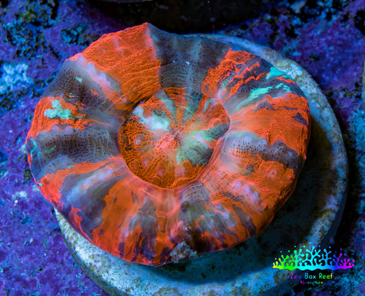 Ultra War Paint Scolymia Coral 3cm WYSIWYG Ultra War Paint Scolymia Coral 3cm WYSIWYG LPS Ultra War Paint Scolymia Coral 3cm WYSIWYG Zeo Box Reef