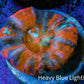 Ultra War Paint Scolymia Coral 3cm WYSIWYG Ultra War Paint Scolymia Coral 3cm WYSIWYG LPS Ultra War Paint Scolymia Coral 3cm WYSIWYG Zeo Box Reef
