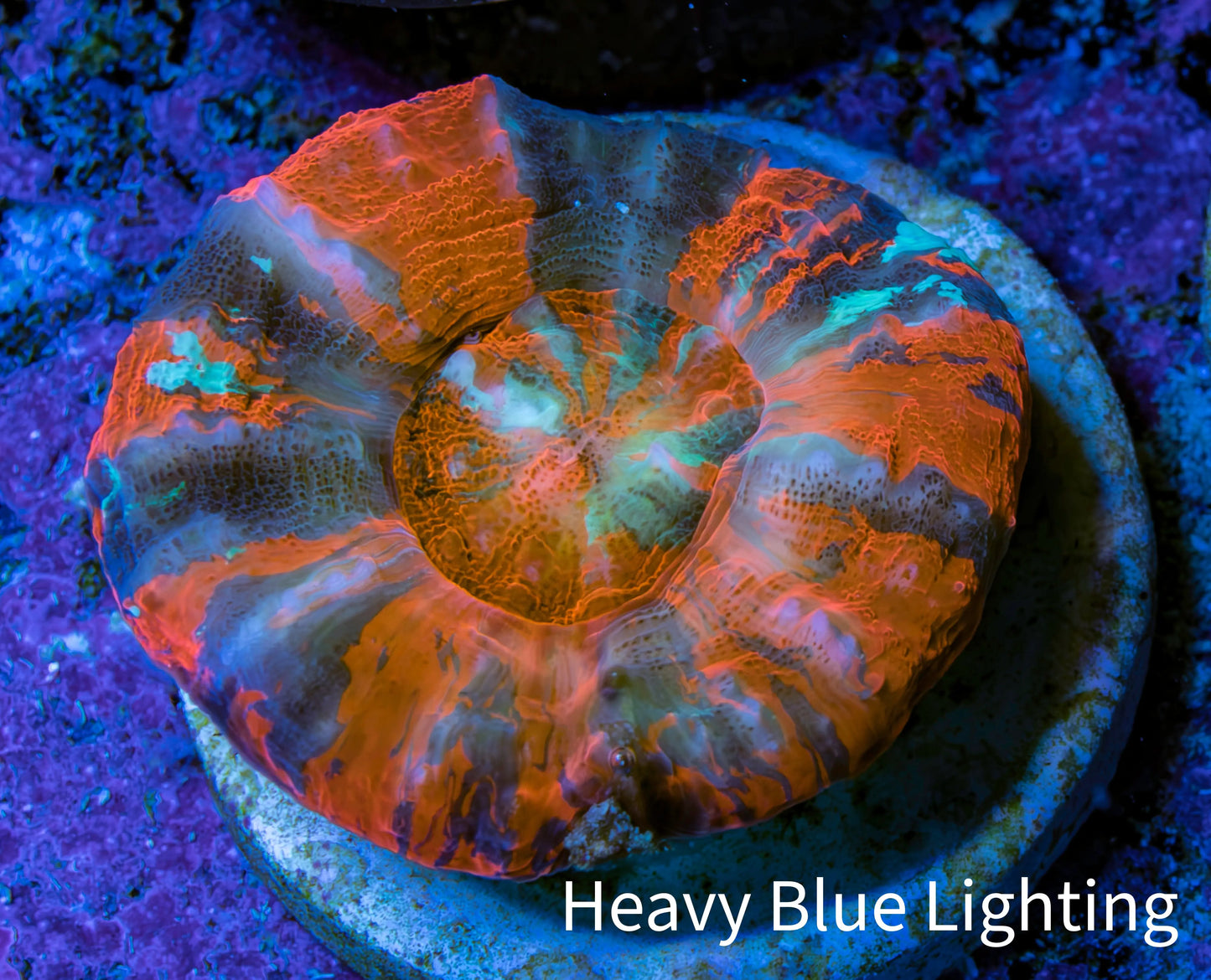 Ultra War Paint Scolymia Coral 3cm WYSIWYG Ultra War Paint Scolymia Coral 3cm WYSIWYG LPS Ultra War Paint Scolymia Coral 3cm WYSIWYG Zeo Box Reef