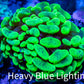 Ultra Yellow Blotch Hammer Coral WYSIWYG 4cm A4R5B1 Ultra Yellow Blotch Hammer Coral WYSIWYG 4cm A4R5B1 Aquarium Decor Ultra Yellow Blotch Hammer Coral WYSIWYG 4cm A4R5B1 Zeo Box Reef