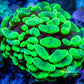 Ultra Yellow Blotch Hammer Coral WYSIWYG 4cm A4R5B1 Ultra Yellow Blotch Hammer Coral WYSIWYG 4cm A4R5B1 Aquarium Decor Ultra Yellow Blotch Hammer Coral WYSIWYG 4cm A4R5B1 Zeo Box Reef