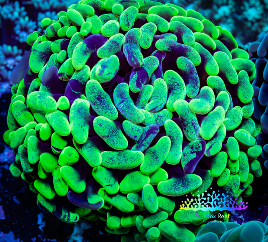 Ultra Yellow Blotch  Hammer Coral WYSIWYG 8cm A1R5B1 Ultra Yellow Blotch  Hammer Coral WYSIWYG 8cm A1R5B1 Aquarium Decor Ultra Yellow Blotch  Hammer Coral WYSIWYG 8cm A1R5B1 Zeo Box Reef