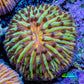Ultra Yellow Green and Orange Fungia Coral WYSIWYG 2cm Ultra Yellow Green and Orange Fungia Coral WYSIWYG 2cm LPS Ultra Yellow Green and Orange Fungia Coral WYSIWYG 2cm Zeo Box Reef