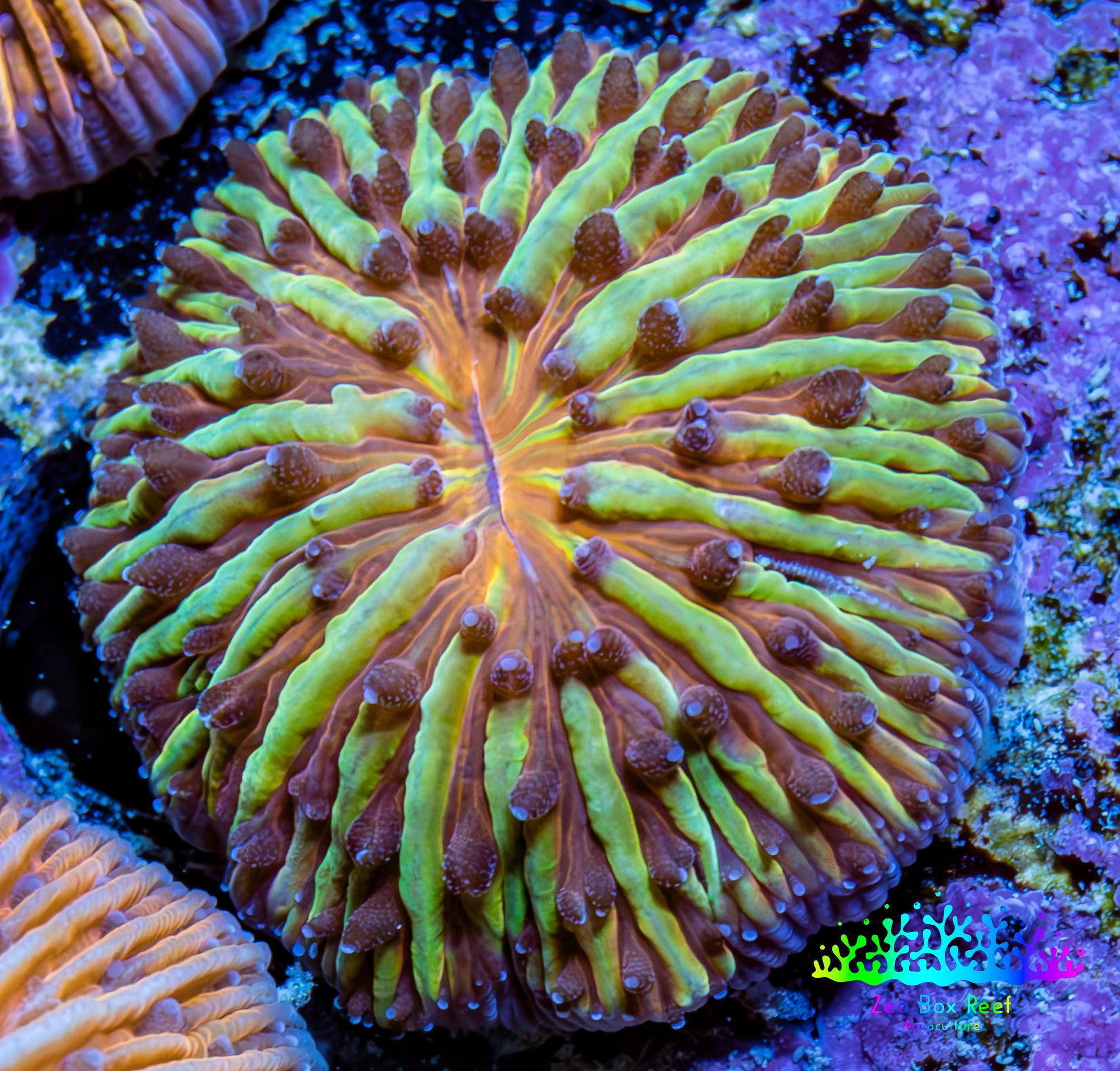 Ultra Yellow Green and Orange Fungia Coral WYSIWYG 2cm Ultra Yellow Green and Orange Fungia Coral WYSIWYG 2cm LPS Ultra Yellow Green and Orange Fungia Coral WYSIWYG 2cm Zeo Box Reef
