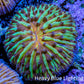 Ultra Yellow Green and Orange Fungia Coral WYSIWYG 2cm Ultra Yellow Green and Orange Fungia Coral WYSIWYG 2cm LPS Ultra Yellow Green and Orange Fungia Coral WYSIWYG 2cm Zeo Box Reef