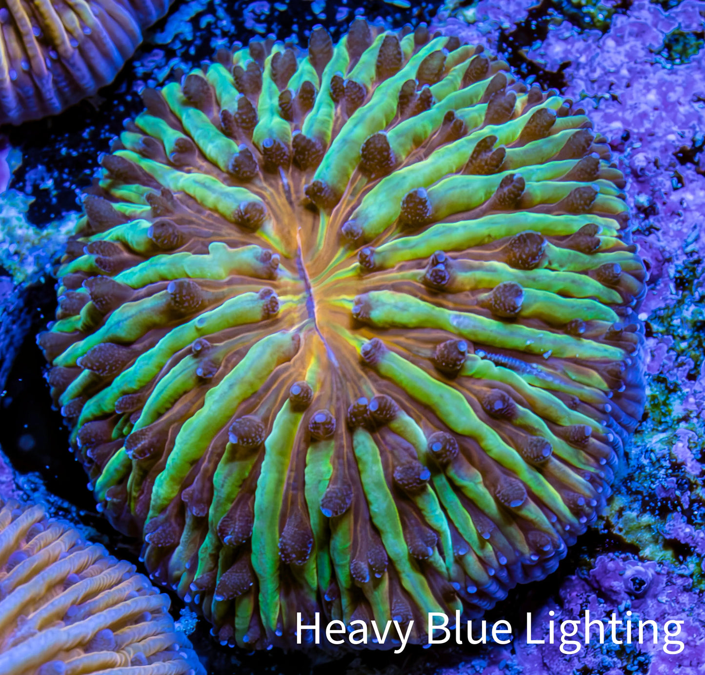 Ultra Yellow Green and Orange Fungia Coral WYSIWYG 2cm Ultra Yellow Green and Orange Fungia Coral WYSIWYG 2cm LPS Ultra Yellow Green and Orange Fungia Coral WYSIWYG 2cm Zeo Box Reef