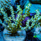Ultra Yellow Polyp Gorgonian Coral Frag Ultra Yellow Polyp Gorgonian Coral Frag Soft Coral Ultra Yellow Polyp Gorgonian Coral Frag Zeo Box Reef