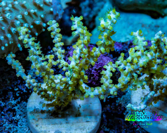 Ultra Yellow Polyp Gorgonian Coral Frag Ultra Yellow Polyp Gorgonian Coral Frag Soft Coral Ultra Yellow Polyp Gorgonian Coral Frag Zeo Box Reef