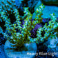 Ultra Yellow Polyp Gorgonian Coral Frag Ultra Yellow Polyp Gorgonian Coral Frag Soft Coral Ultra Yellow Polyp Gorgonian Coral Frag Zeo Box Reef