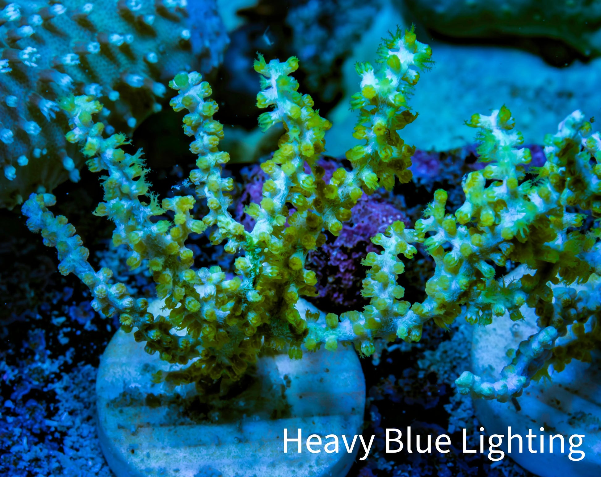 Ultra Yellow Polyp Gorgonian Coral Frag Ultra Yellow Polyp Gorgonian Coral Frag Soft Coral Ultra Yellow Polyp Gorgonian Coral Frag Zeo Box Reef
