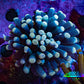 Ultra Yellow Tip Torch Coral WYSIWYG 4cm Ultra Yellow Tip Torch Coral WYSIWYG 4cm LPS Ultra Yellow Tip Torch Coral WYSIWYG 4cm Zeo Box Reef