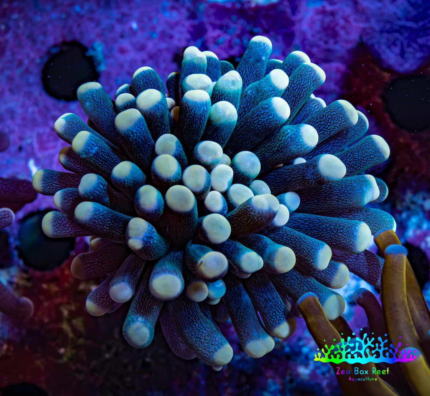 Ultra Yellow Tip Torch Coral WYSIWYG 4cm Ultra Yellow Tip Torch Coral WYSIWYG 4cm LPS Ultra Yellow Tip Torch Coral WYSIWYG 4cm Zeo Box Reef