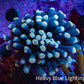Ultra Yellow Tip Torch Coral WYSIWYG 4cm Ultra Yellow Tip Torch Coral WYSIWYG 4cm LPS Ultra Yellow Tip Torch Coral WYSIWYG 4cm Zeo Box Reef