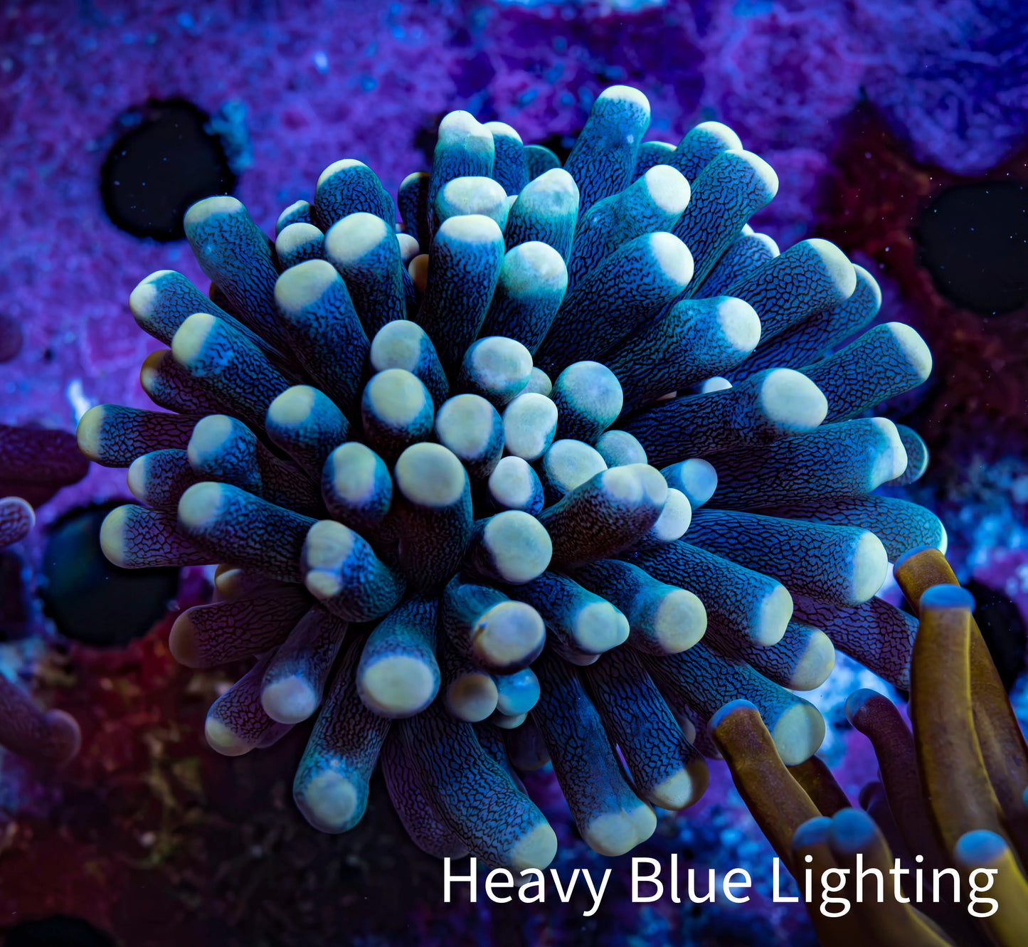 Ultra Yellow Tip Torch Coral WYSIWYG 4cm Ultra Yellow Tip Torch Coral WYSIWYG 4cm LPS Ultra Yellow Tip Torch Coral WYSIWYG 4cm Zeo Box Reef