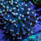 Ultra Yellow Tip Torch Coral WYSIWYG 4cm Ultra Yellow Tip Torch Coral WYSIWYG 4cm LPS Ultra Yellow Tip Torch Coral WYSIWYG 4cm Zeo Box Reef
