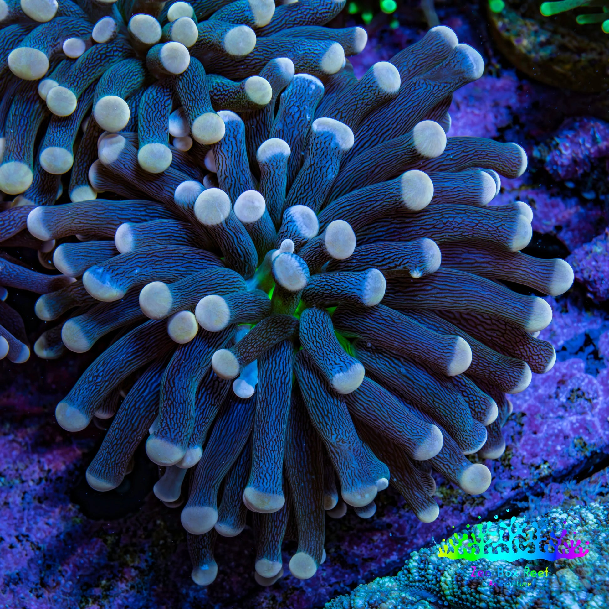 Ultra Yellow Tip Torch Coral WYSIWYG 4cm Ultra Yellow Tip Torch Coral WYSIWYG 4cm LPS Ultra Yellow Tip Torch Coral WYSIWYG 4cm Zeo Box Reef