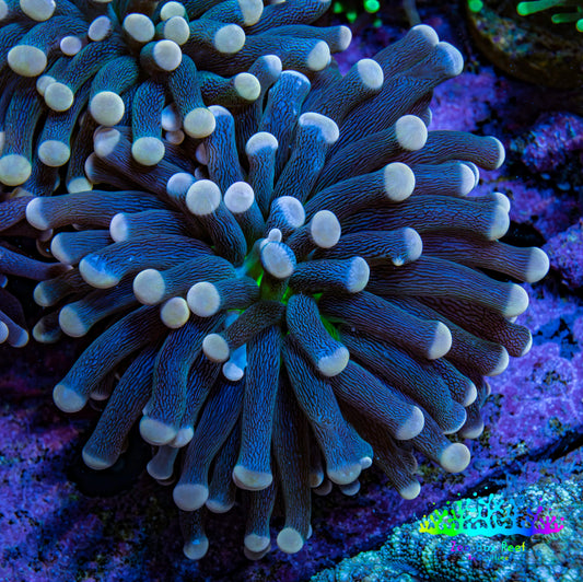 Ultra Yellow Tip Torch Coral WYSIWYG 4cm Ultra Yellow Tip Torch Coral WYSIWYG 4cm LPS Ultra Yellow Tip Torch Coral WYSIWYG 4cm Zeo Box Reef