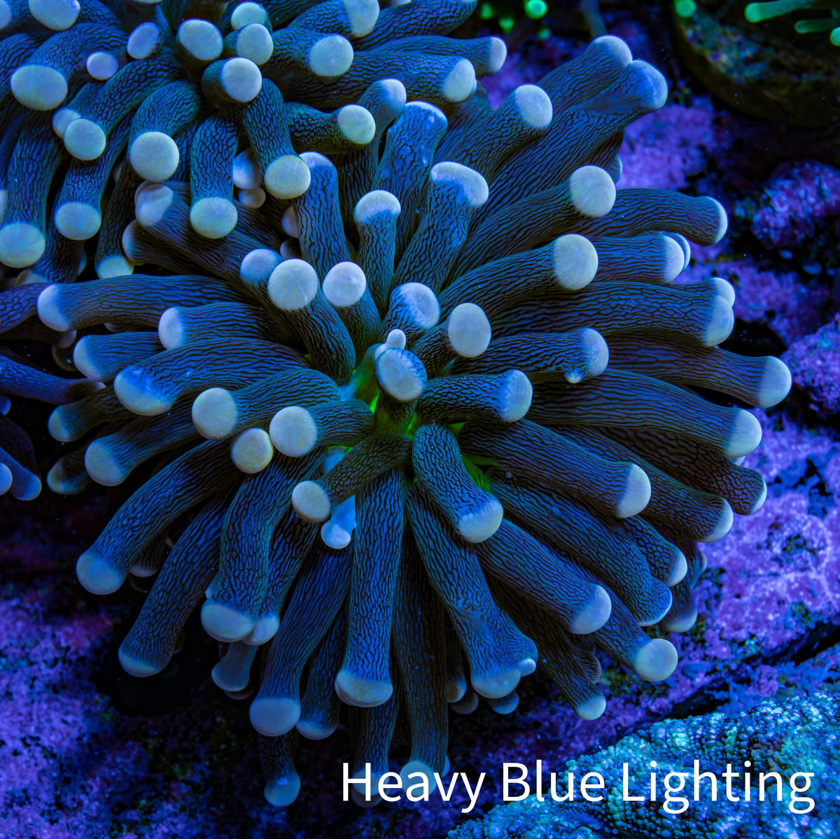 Ultra Yellow Tip Torch Coral WYSIWYG 4cm Ultra Yellow Tip Torch Coral WYSIWYG 4cm LPS Ultra Yellow Tip Torch Coral WYSIWYG 4cm Zeo Box Reef