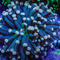 Ultra Yellow Tip Torch Coral WYSIWYG 5cm Ultra Yellow Tip Torch Coral WYSIWYG 5cm LPS Ultra Yellow Tip Torch Coral WYSIWYG 5cm Zeo Box Reef
